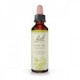 Flores de Bach 09 - Clematis (Clematide) 20ml