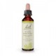 Flores de Bach 35 - White Chestnut (Castaño de Índias Blanco) 20ml Flores de Bach 35 - White Chestnut (Castaño de Índias Blanco) 20ml